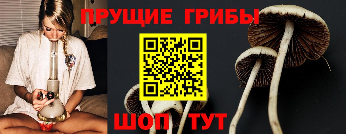 Красногорск  Псилоцибиновые грибы MAGIC MUSHROOMS  как найти   Вход с VPN 